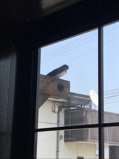 つばめ.jpg